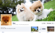 Boo Hoo – Cutest Dog And Internet Sensation – Turns Out To Be Facebook Plant