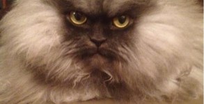 Colonel Meow